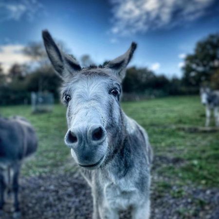 Sometimes Zimmer Gehaichnishof 7Born Maring-Noviand Esterno foto