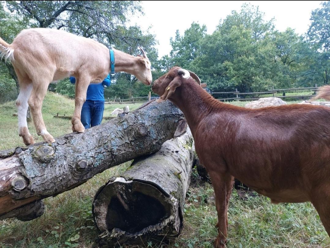 Sometimes Zimmer Gehaichnishof 7Born Maring-Noviand Esterno foto