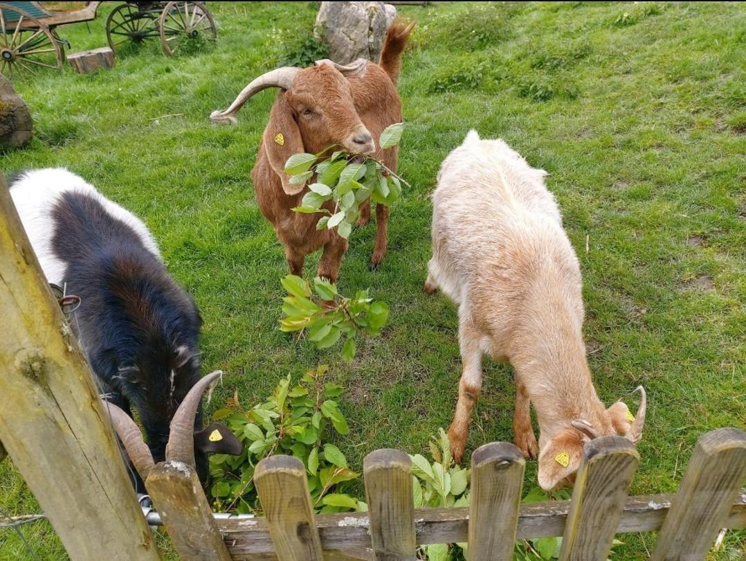 Sometimes Zimmer Gehaichnishof 7Born Maring-Noviand Esterno foto